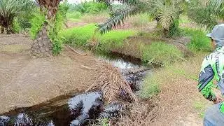 tes umpan jangkrik mancing papuyu/betik dengan pencing tegeg