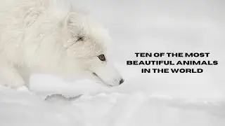 The Top 10 Most Beautiful Animals You Won't Believe Exist!🤯😮