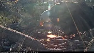 04-18-19 Big Bear Lake eagles; orb babies.