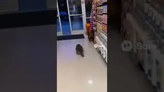 CCTV Catches Unsettling Night Vision Footage