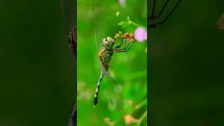 Macro Photography with Apexel 100mm Macro Lens 😍🔥 #nature #dragonfly #macrophotography #macroshot