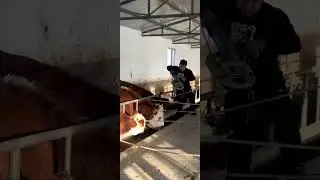 Sharp cow horns fight against chainsaws, removed in one second!