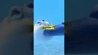 Los delfines se drogan usando a los peces globo 🐡 #curiosidades #datoscuriosos #animales