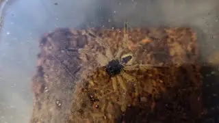 My visit to the southern invert show 2025 and what I picked up from the show 🕷️🕸️
