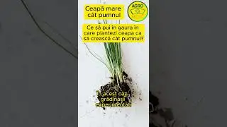 Ce să pui &icirc;n gaura &icirc;n care plantezi ceapa ca să crească c&acirc;t pumnul? #ceapa #ceapamare