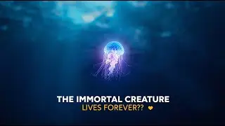 The Jellyfish That Never Dies | Nature&rsquo;s Secret to Eternal Life |WEAREWILD|