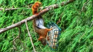 Red Squirrel Raids Suet Bird Feeder