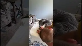 How to Dremel a Long Haired Dogs Nails