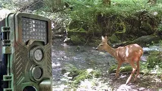 For&ecirc;t et Rivi&egrave;re : Une Exploration Sauvage - Cam&eacute;ras de Chasse