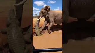 Elephant vs Crocodile: Heroic Mom Saves Baby! 🐘⚡