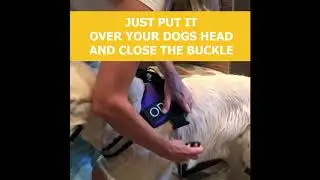 Fast On/Off no PULL no CHOKE dog harness