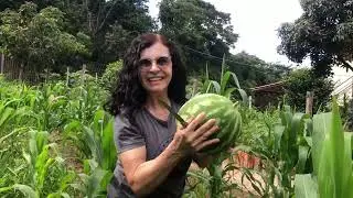 Entre melancias e milharal: rotina no campo🌿🍉 🍉🌽🌽
