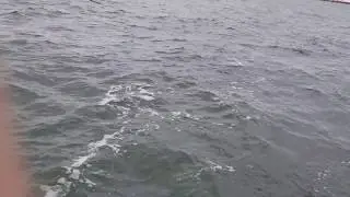 Trolling Stripers Off Sandy Hook, NJ December 2018