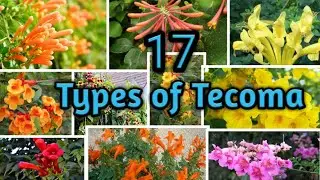 Variety Of Tecoma (Trumpet Vine ) || 17 Different Types Of Tecoma Vine