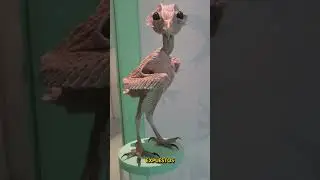 &iquest;C&oacute;mo se ven los animales sin pelo?