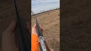 POV Gopro pheasant hunting with a GSP! FOLLOW outdoors Actual!