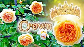 Beautiful in Spring, Heartbreaking After 💔 Crown Princess Margareta Rose