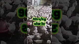 पौल्ट्री मे कमाई बहुत है,poultry business ideas, farming business ideas, #shorts #shortsvideo #viral