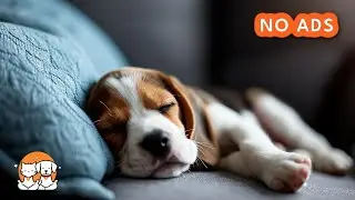 Calming Music for Pets in NEW Environments! Music to Ease Anxiety