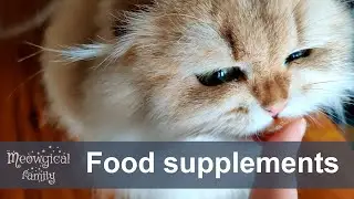 😋 Most important food supplements for cats