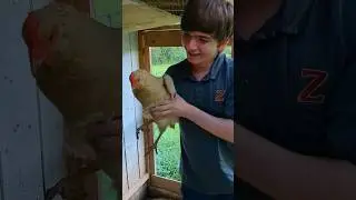 My Friend Picked Up A Chicken For The First Time!!