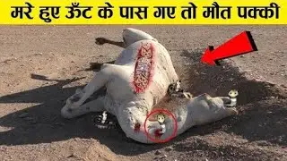 क्यों मारा हुआ ऊंठ इतना खतरनाक होता है | why camel is not good for people  | jsbfacts | camel life