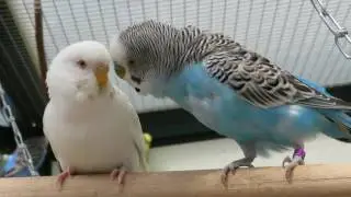 Parakeets Aviary May 2016 - Parkieten Voliere Mei 2016