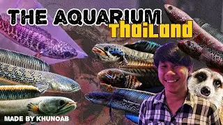 Let's check out some amazing Channa !! | อัปเดตชานน่าแบบสั้น ที่มีปลาสั้นด้วยนะ ! | TheAquariumTH ❤️
