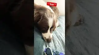 Day time naps 😴 #naptime #sleep #dogs #subscribe #viral #fyp #music #funny #dogsoftiktok #kentucky