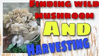 Finding wild oyster mushroom & harvest