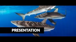 Shark Super Powers FB Live