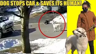 Top 10 Pets Traveling Long Distances To Get Help For Their Owner