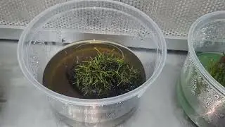 New Tissue Cultured Moss on Driftwood from Houston Frogs