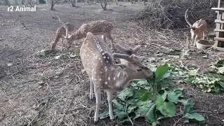 Grazing roots In Simsar. (Animal Video)