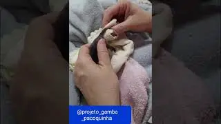 Gambá neonato,  cuidados e evolução
