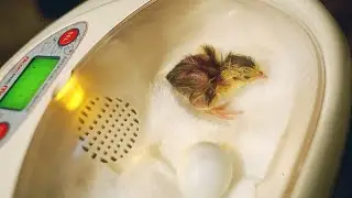 'Friday' the Coturnix Quail hatching in an Rcom Mini Pro incubator