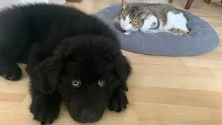 CAT Meets PUPPY for FIRST TIME!  [Curious Cats]