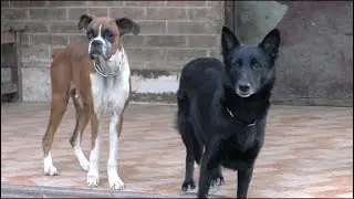 Dog Farm - Best Ways To Make Money - Make Money From Home