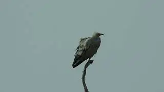 भूरिया गिद्ध कृत्रिम पेड़ पर जोड़बीड़ क्षेत्र में