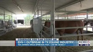 TDA, Commissioner Miller alert Texas equine industry of EHV-1 outbreak