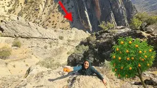 🍊 Soghra&rsquo;s Adventure: Climbing Harsh Paths to Pick Persimmons for Her Children