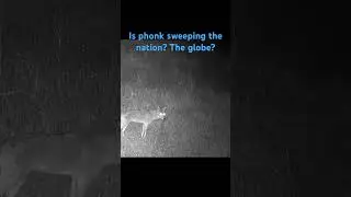 Phonk is a W at any speed #music #phonkmusic #phonk #edit #genz #shorts #coyote #fyp #youtubers