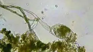 Scaridium longicaudum