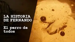LA MARAVILLOSA HISTORIA DE FERNANDO, EL PERRO DE TODOS.