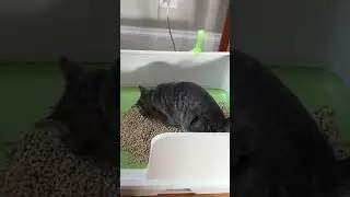 Purina Tidy Non Clumping Litter Systems