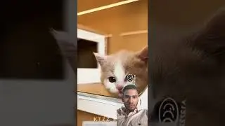 #cat #funny #kitten #respect #emotional #cats #cute #petlovers #edit #animals #sadanimalfacts