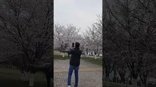 Spring Magic in a Chinese Sakura Garden🌸🌸🌸#nature #positivity #naturebeauty #wuxi #china