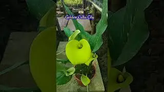 Zantedeschia elliottiana | Golden arum lily | #shorts #endlessnature