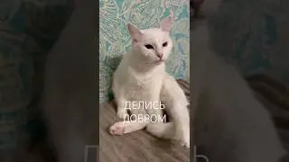 Give a plus #catshorts #catvideos #catlife #catlove #cutecat #shortsyoutube #shortsvideo #shorts