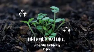 Untamed Nature, Amazing Relaxing Video